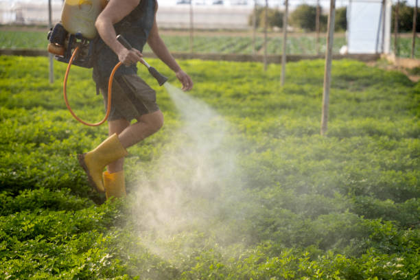 Professional Pest Control in Alton, TX