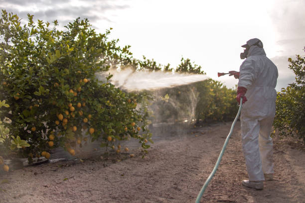 Best Cockroach Control Services  in Alton, TX