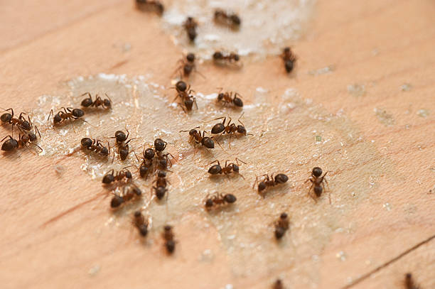 Best Flea Control Services  in Alton, TX
