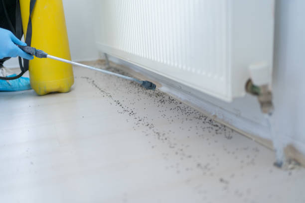 Trusted Alton, TX Pest Control Experts